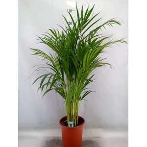 Dypsis lutescens   ...Chrysalidoca