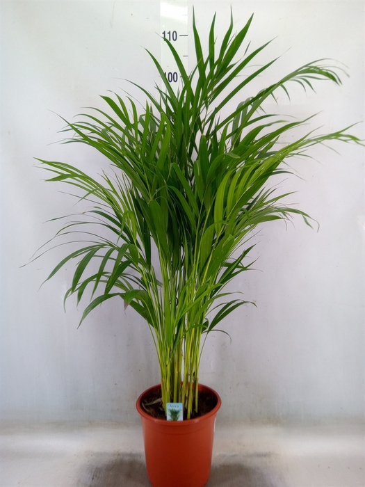 <h4>Dypsis lutescens   ...Chrysalidoca</h4>