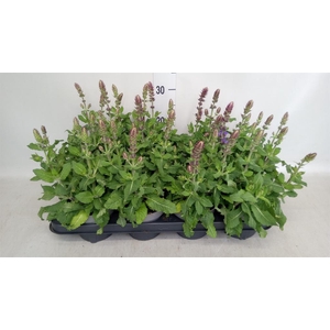 Salvia nemorosa 'Sensation Blue Dp'