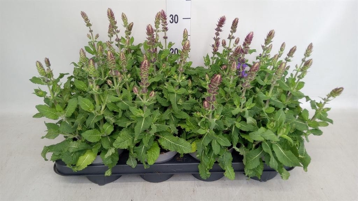 <h4>Salvia nemorosa 'Sensation Blue Dp'</h4>