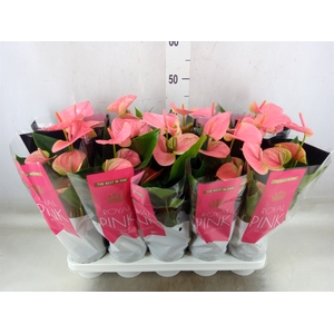 Anthurium andr. 'Sweet Dream'