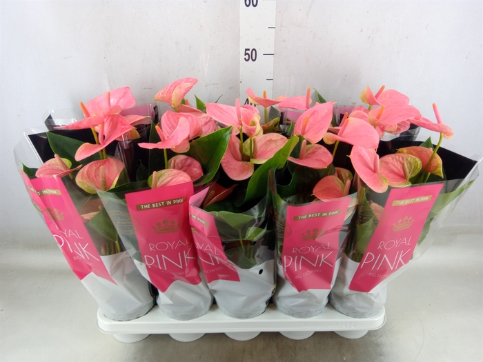 <h4>Anthurium andr. 'Sweet Dream'</h4>