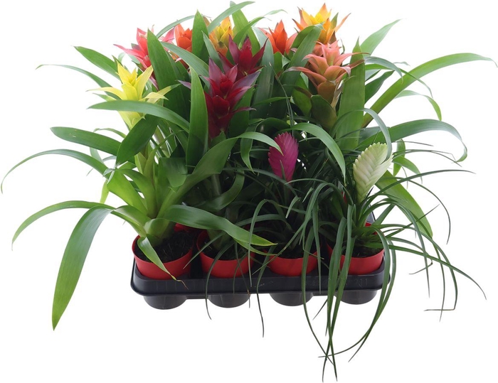 <h4>Brom Gemengd Plastic Ompot Rood</h4>