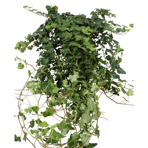 Hedera Wonder lange plant - lengte 90 cm.