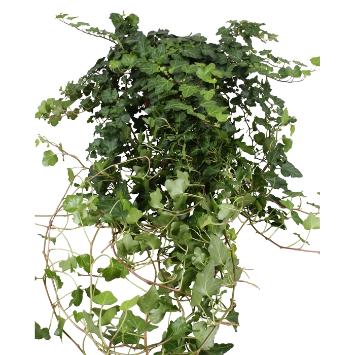 <h4>Hedera Wonder lange plant - lengte 90 cm.</h4>