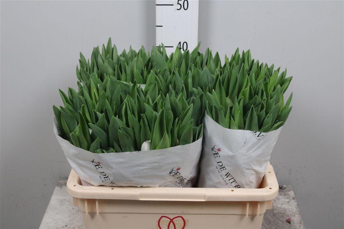 <h4>Tu En Royal Virgin</h4>