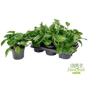 Epipremnum pinn. 'Global Green'