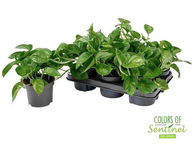 <h4>Epipremnum pinn. 'Global Green'</h4>