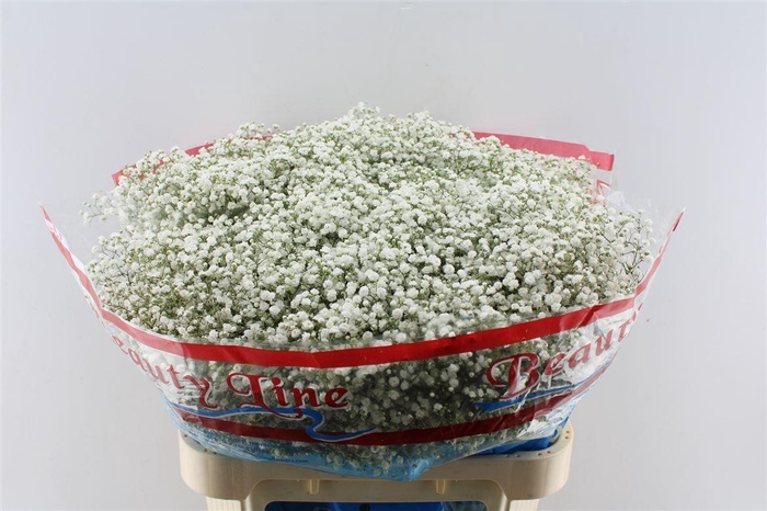 Gyps Pa Beauty Bride