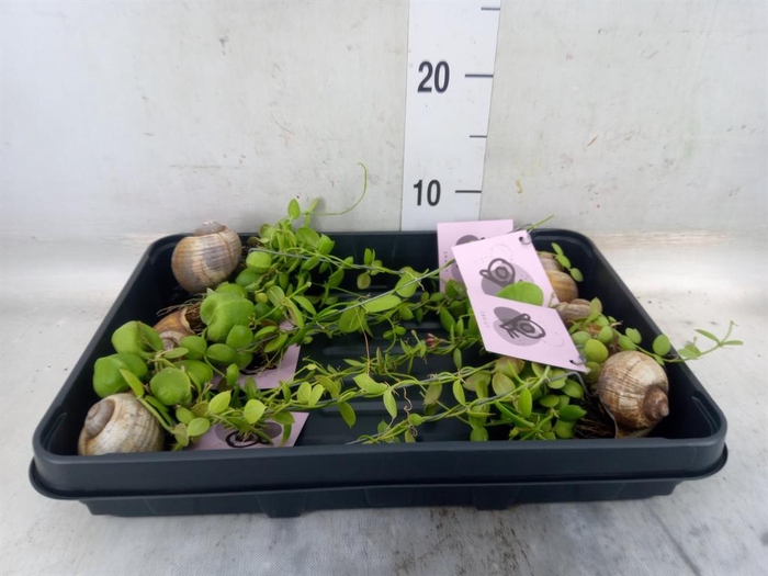 <h4>Arr.  Dischidia</h4>