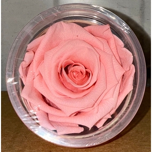 R PRESERVED LIGHT PINK