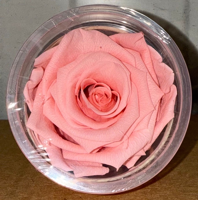 <h4>R PRESERVED LIGHT PINK</h4>