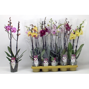 PHAL GEM 10 KL