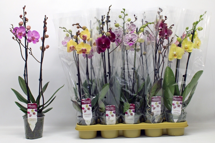 <h4>PHAL GEM 10 KL</h4>