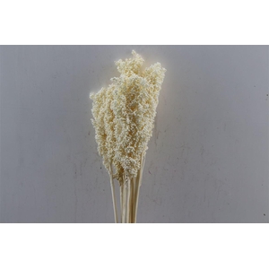 Pres Sorghum Bleached 6pc Bunch