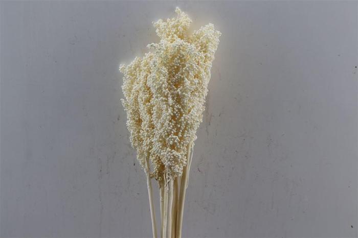 <h4>Pres Sorghum Bleached 6pc Bunch</h4>
