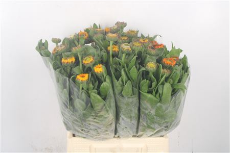 <h4>Calendula Yellow</h4>