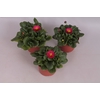 Bellis perennis Red