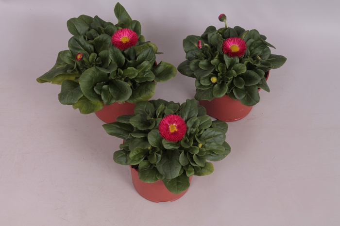Bellis perennis Red