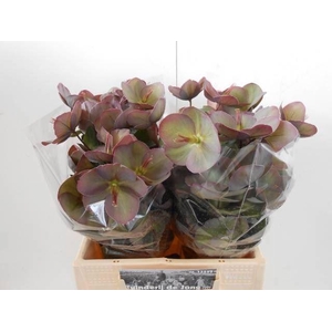 HELLEBORUS PENNYS PINK