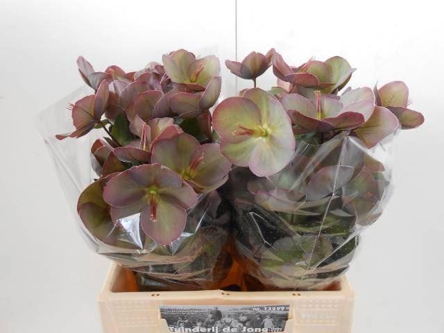 <h4>HELLEBORUS PENNYS PINK</h4>