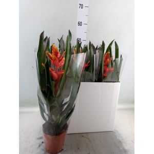 Aechmea  'Pepita Elegant Flames'