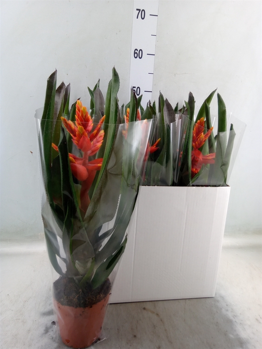 <h4>Aechmea  'Pepita Elegant Flames'</h4>