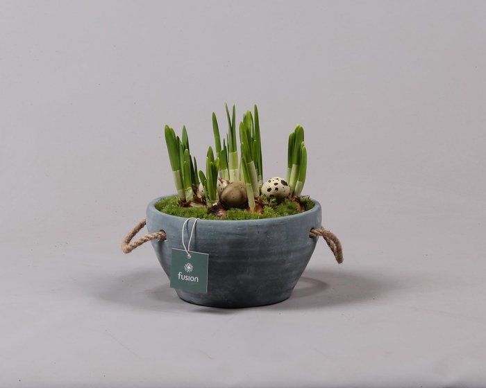 <h4>Cement pot met handvaten en Narcis</h4>
