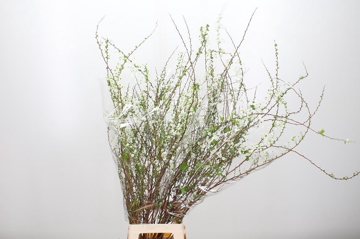 <h4>Spir Prun Plena</h4>