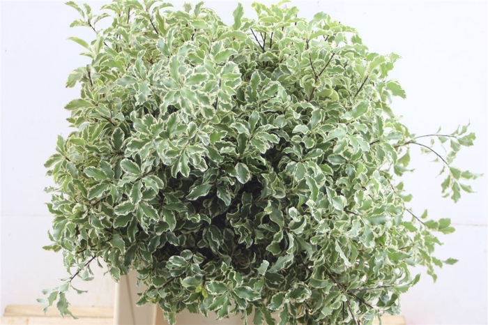 <h4>Pittosporum Nigra</h4>