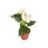 ANTHURIUM SAMORA P15