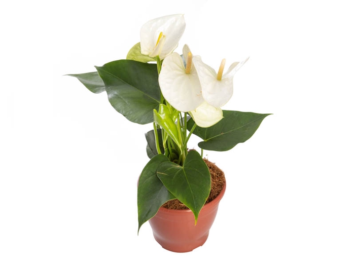 ANTHURIUM SAMORA P15
