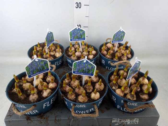 <h4>Arr.  Muscari L%</h4>