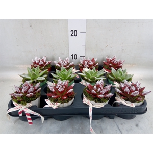 Arr.    Planten  L%