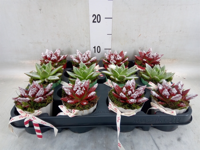 <h4>Arr.    Planten  L%</h4>