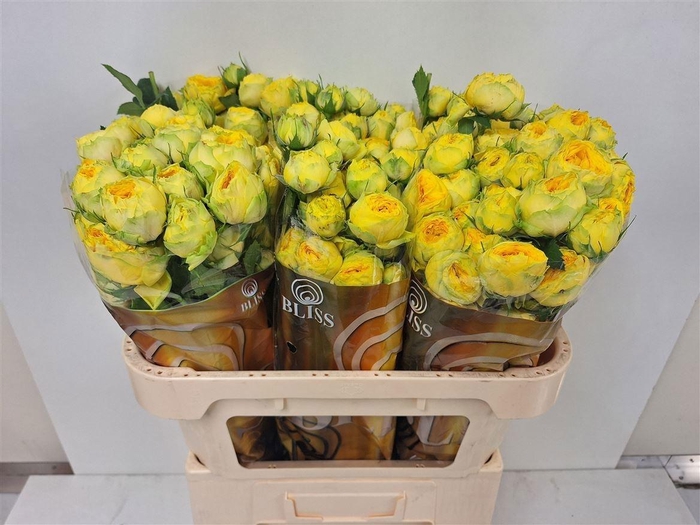 <h4>R TR GOL TRENDSETTER</h4>