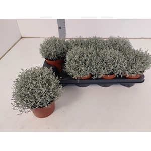 Calocephalus brownii Whimsy Silver 13Ø 20cm