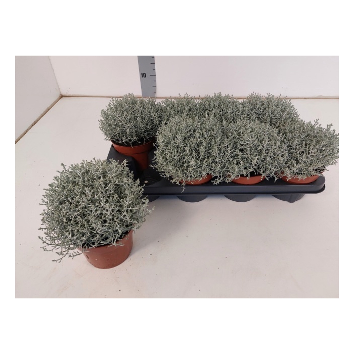 <h4>Calocephalus brownii Whimsy Silver 13Ø 20cm</h4>