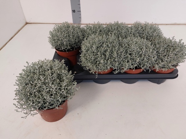 Calocephalus brownii Whimsy Silver 13Ø 20cm