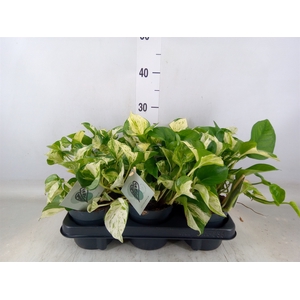 Epipremnum pinn. 'Manjula'
