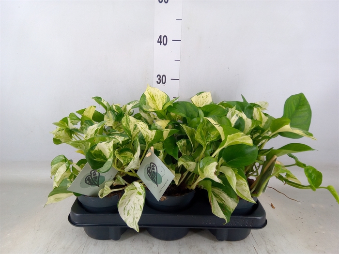 <h4>Epipremnum pinn. 'Manjula'</h4>