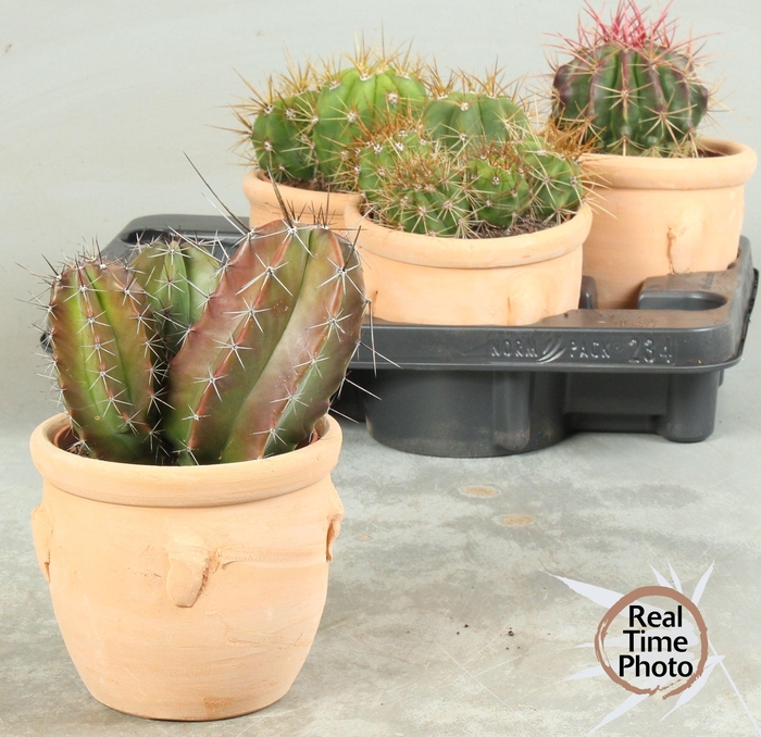 <h4>CACTUS OV</h4>