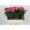 Paeonia Dr A Fleming