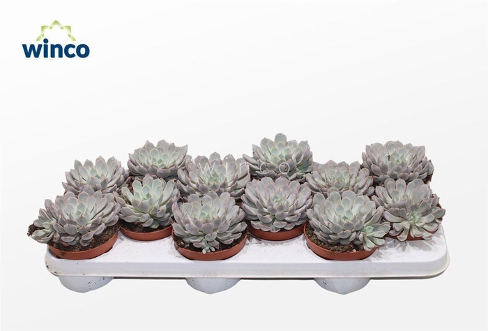 <h4>Echeveria Rosea</h4>