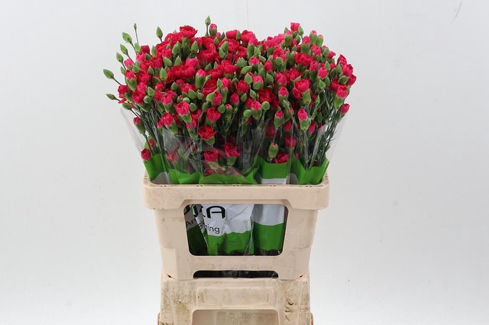 <h4>Di Tr Pigeon x20</h4>