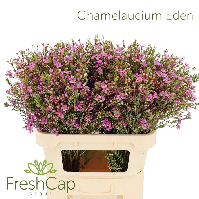 <h4>CHAMELAUCIUM  'EDEN'</h4>