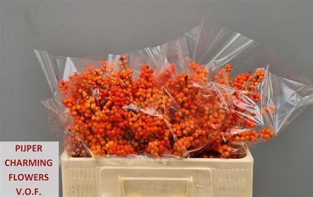 <h4>Ilex Ve Winter Gold</h4>