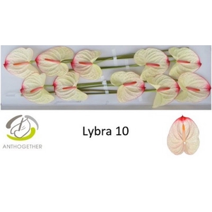 Anth A Lybra 15 cm X10 Bouman