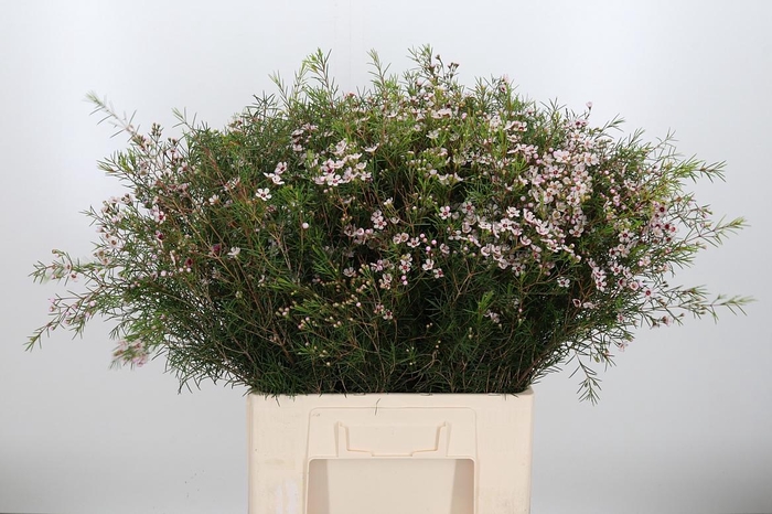 <h4>Chame Un Dori</h4>