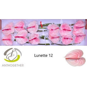 Anth. andr. 'Lunette' x12